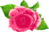 Beautiful Rose Clip Art